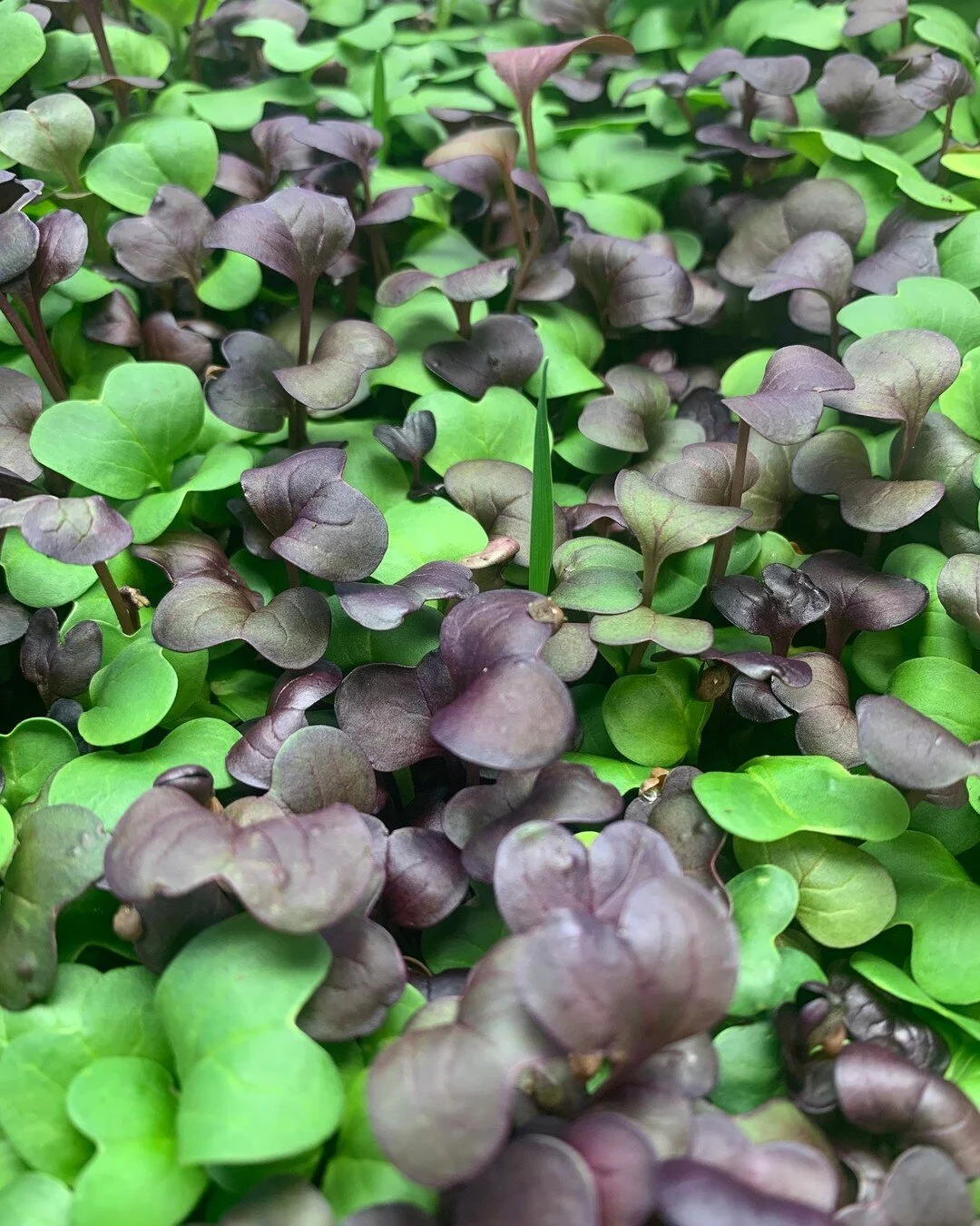 About — Featherstone Garden