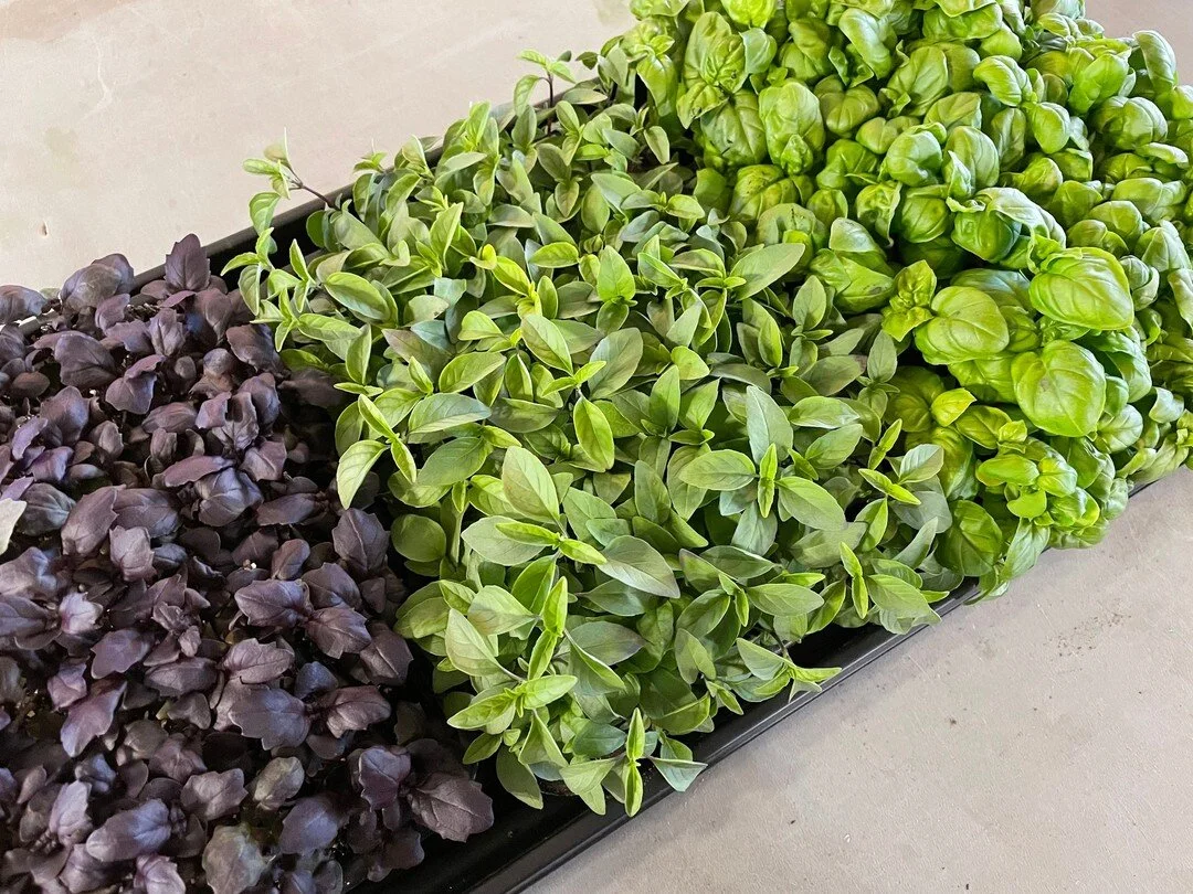 About — Featherstone Garden