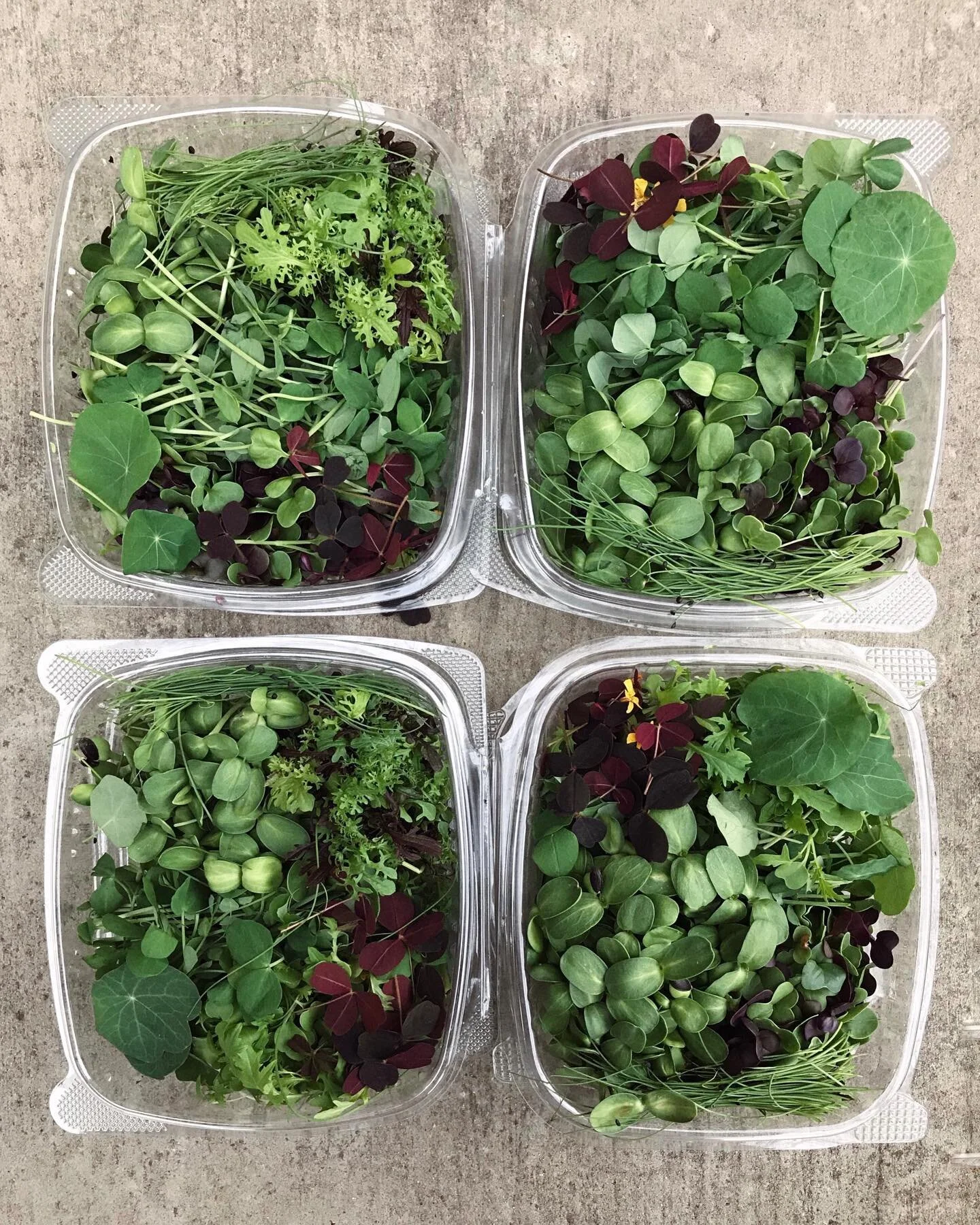 About — Featherstone Garden