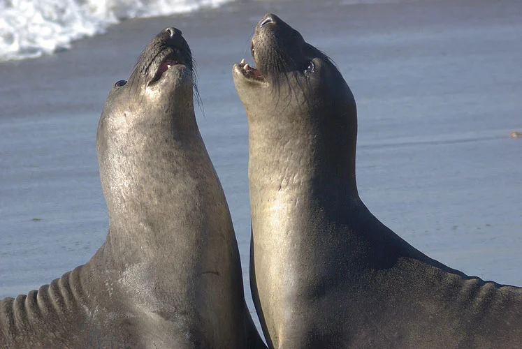 wildlife-img.jpg