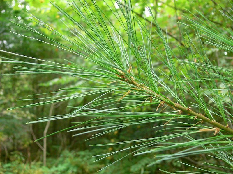 white-pine-needles.jpg