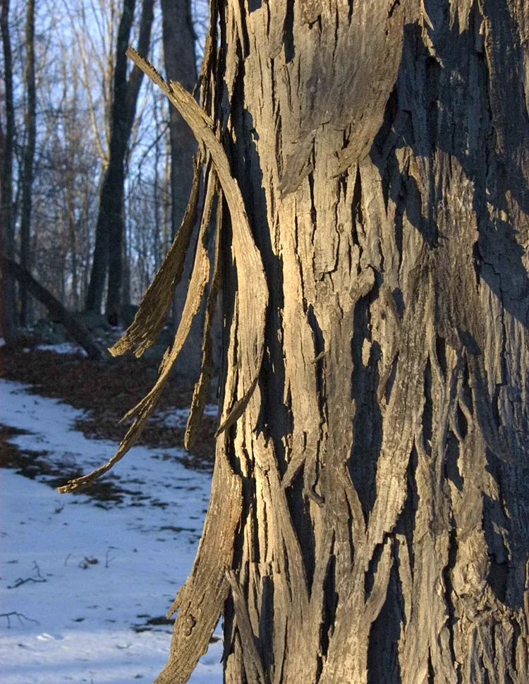 shagbark.jpg