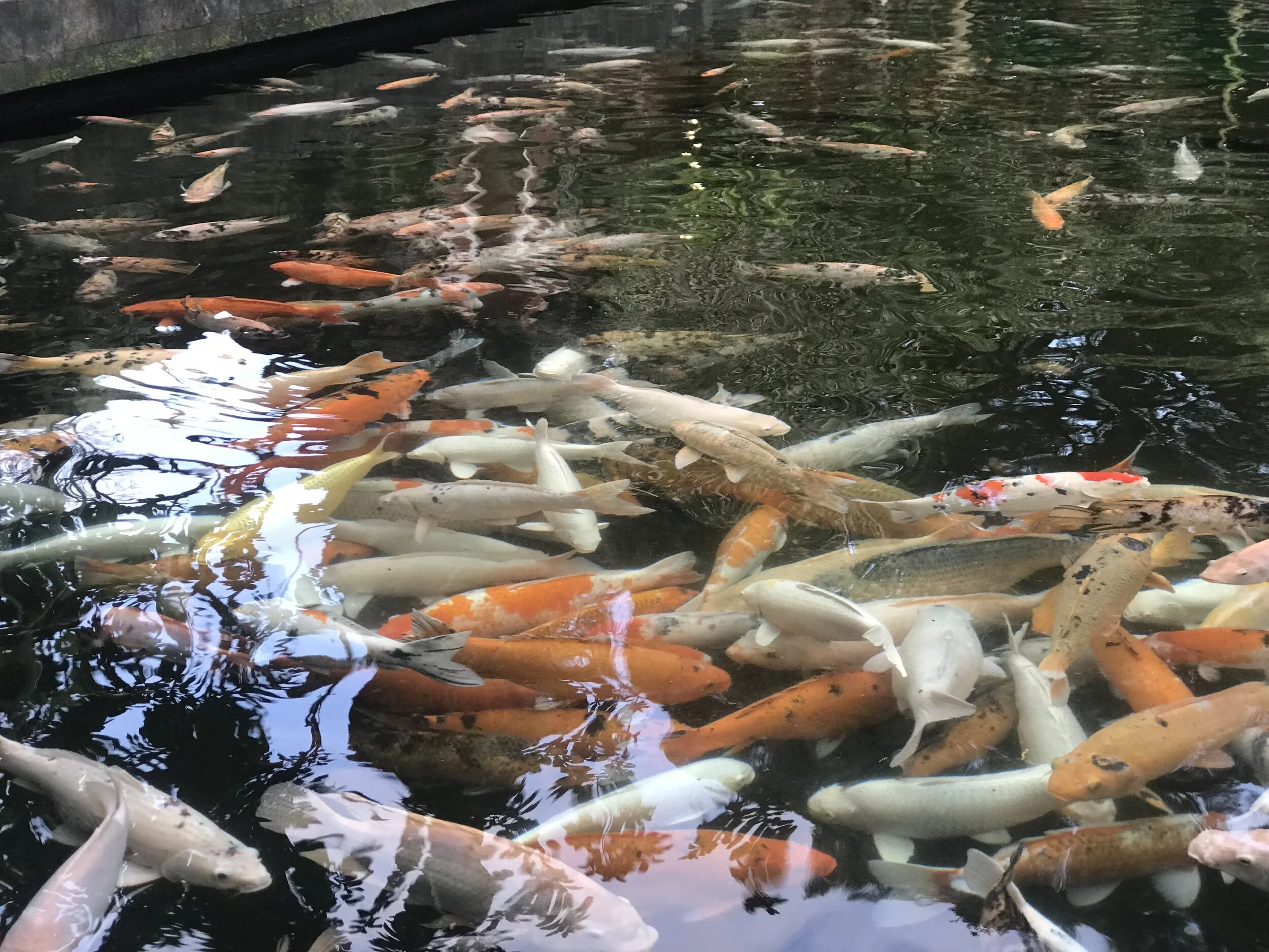 Bali Pond 2019