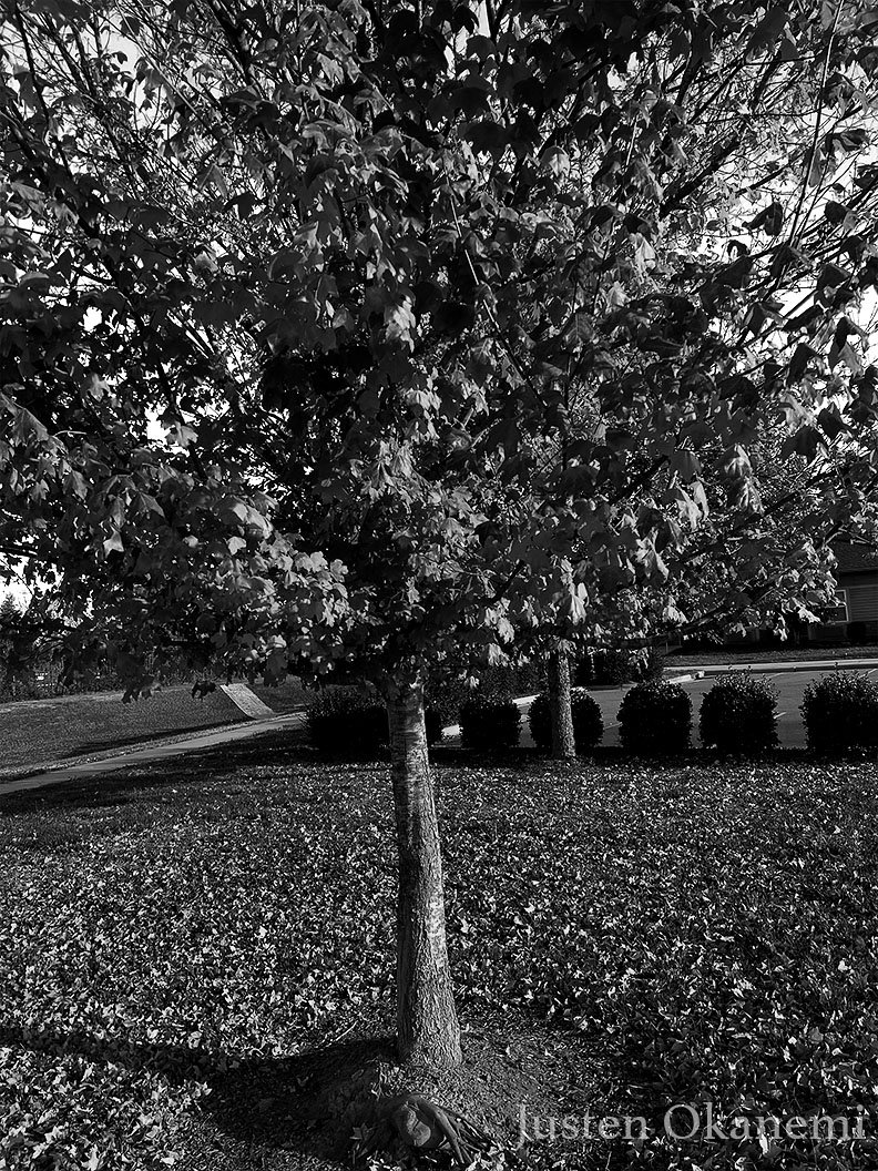 Leaves falling off of trees...
