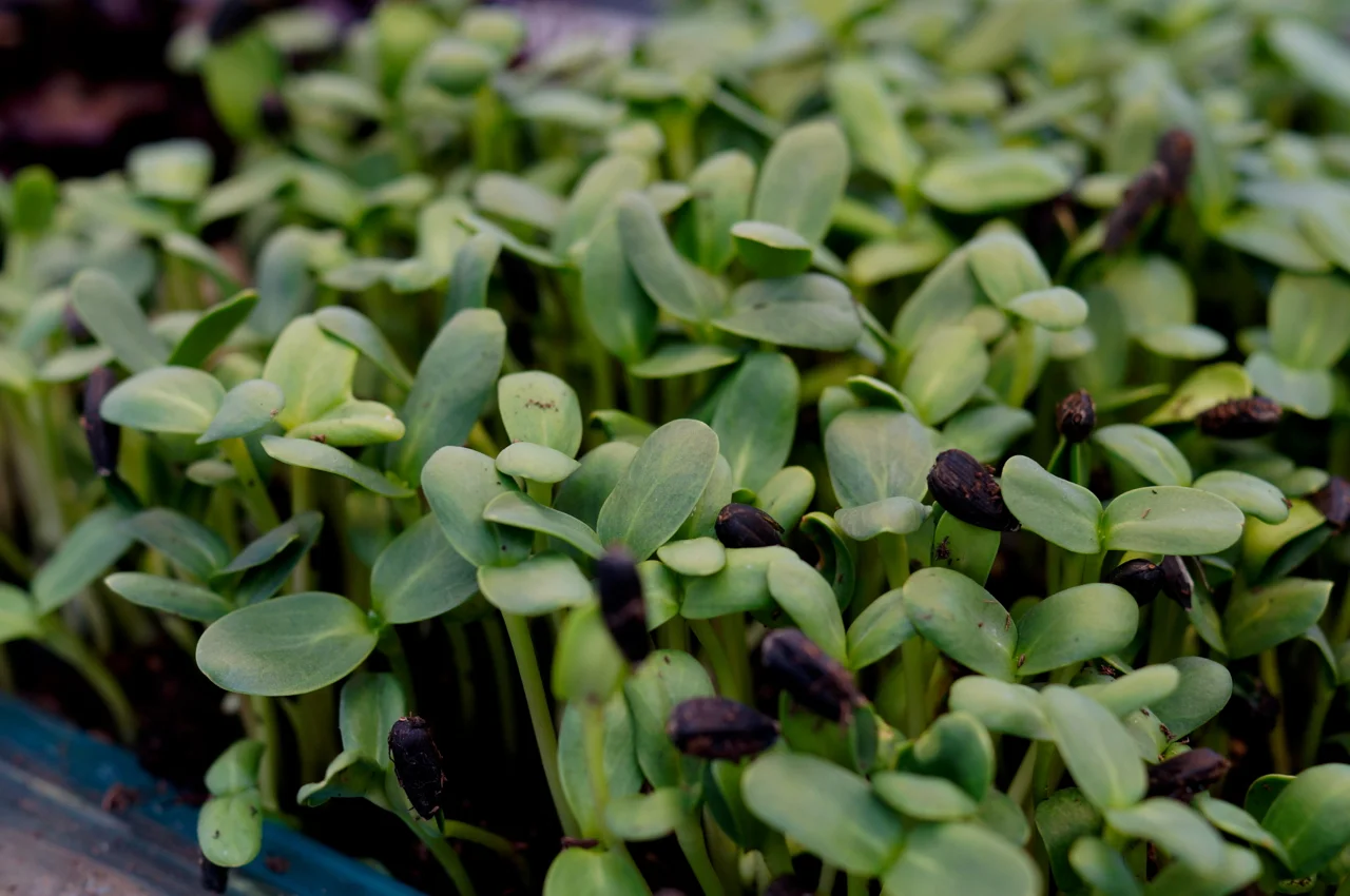 MicroGreens.jpg