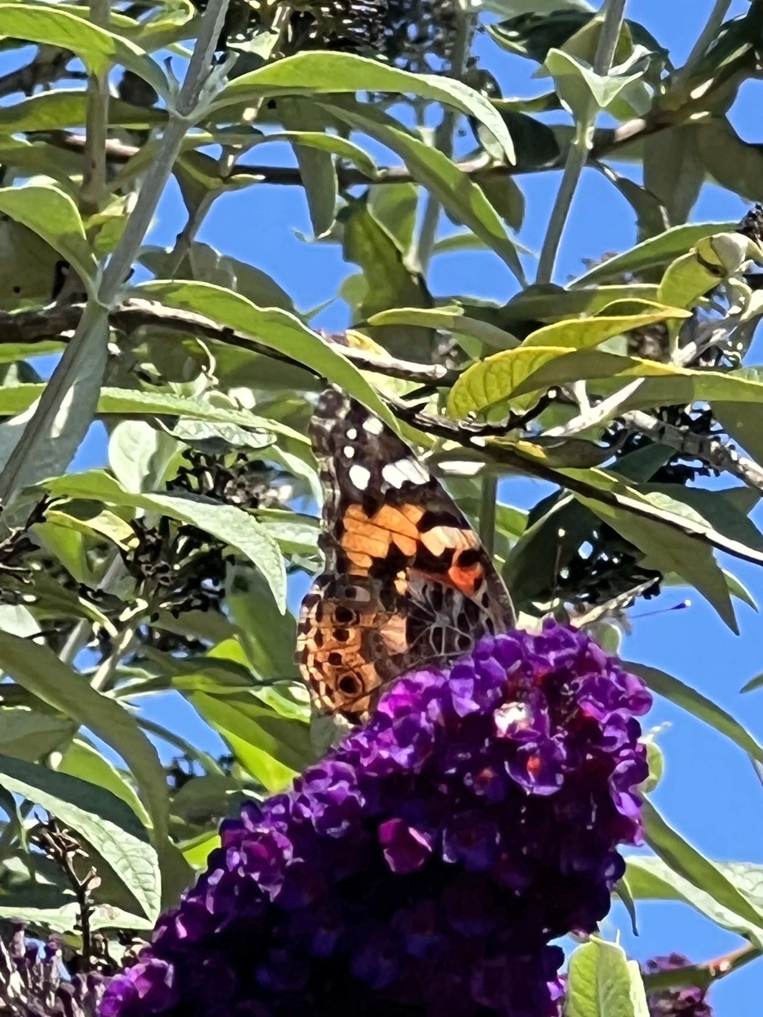 IMG_5292 5.jpeg