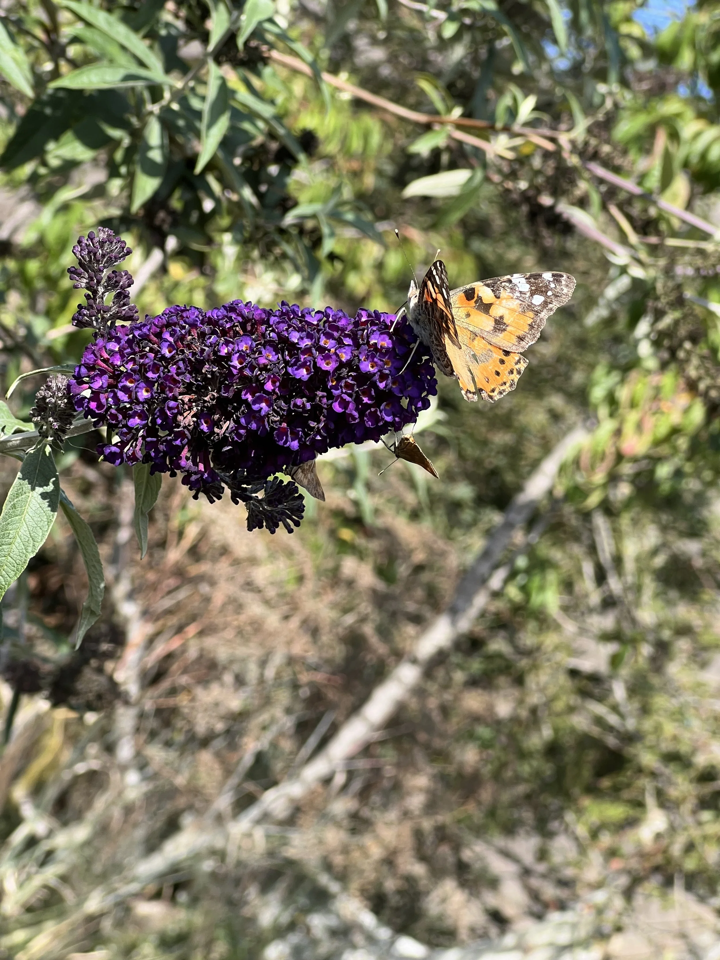 IMG_5409.jpeg