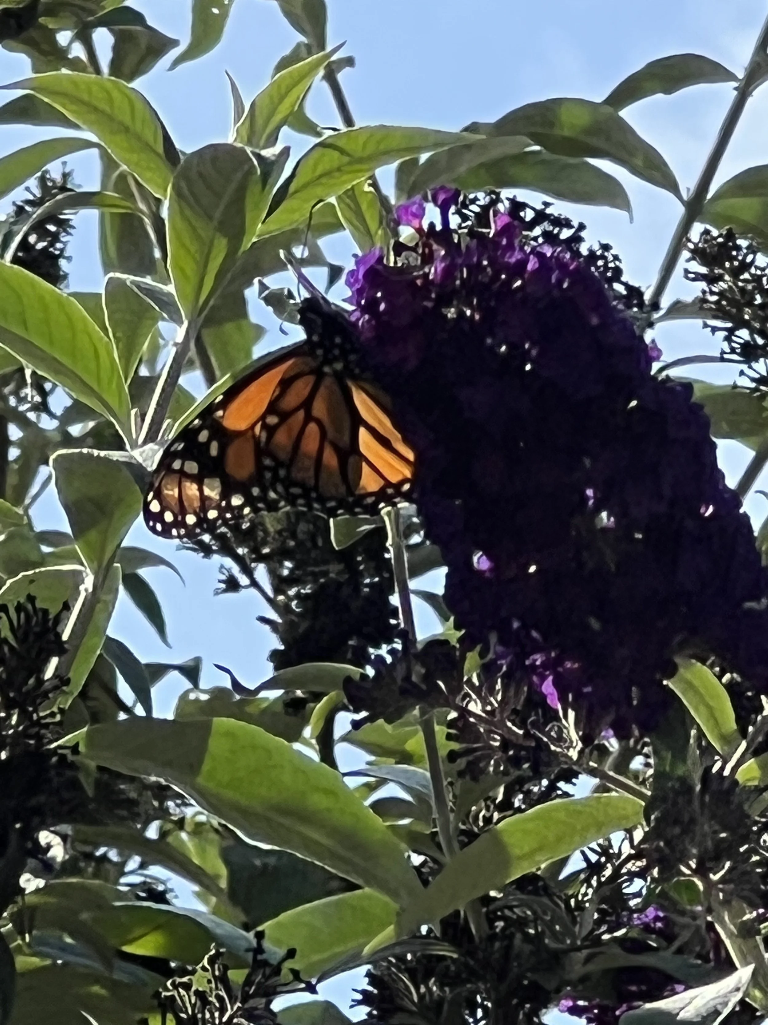 IMG_5449.jpeg