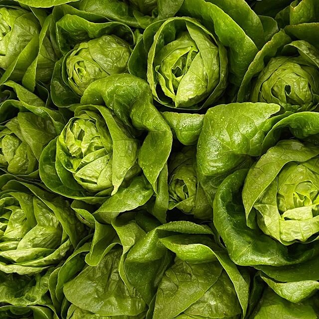 Lettuce heads that look like green roses makes for a beautiful plate. Every Tuesday from 3:30 p.m.- 6:30 p.m. entrance 13B on greenbriar. Always free parking from this entrance.