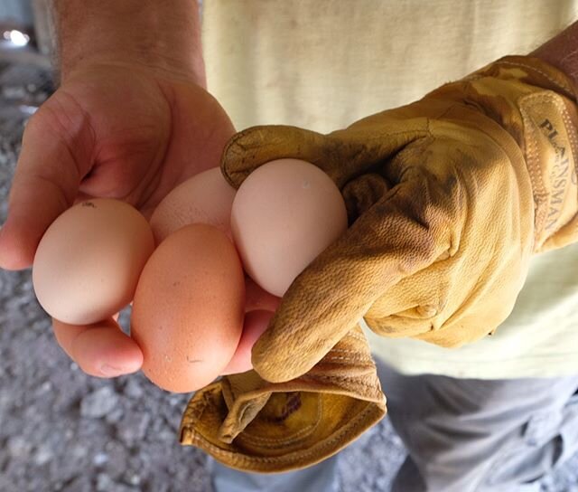 Dustin&rsquo;s Eggs. He grows his own feed to nourish his free roaming chickens.