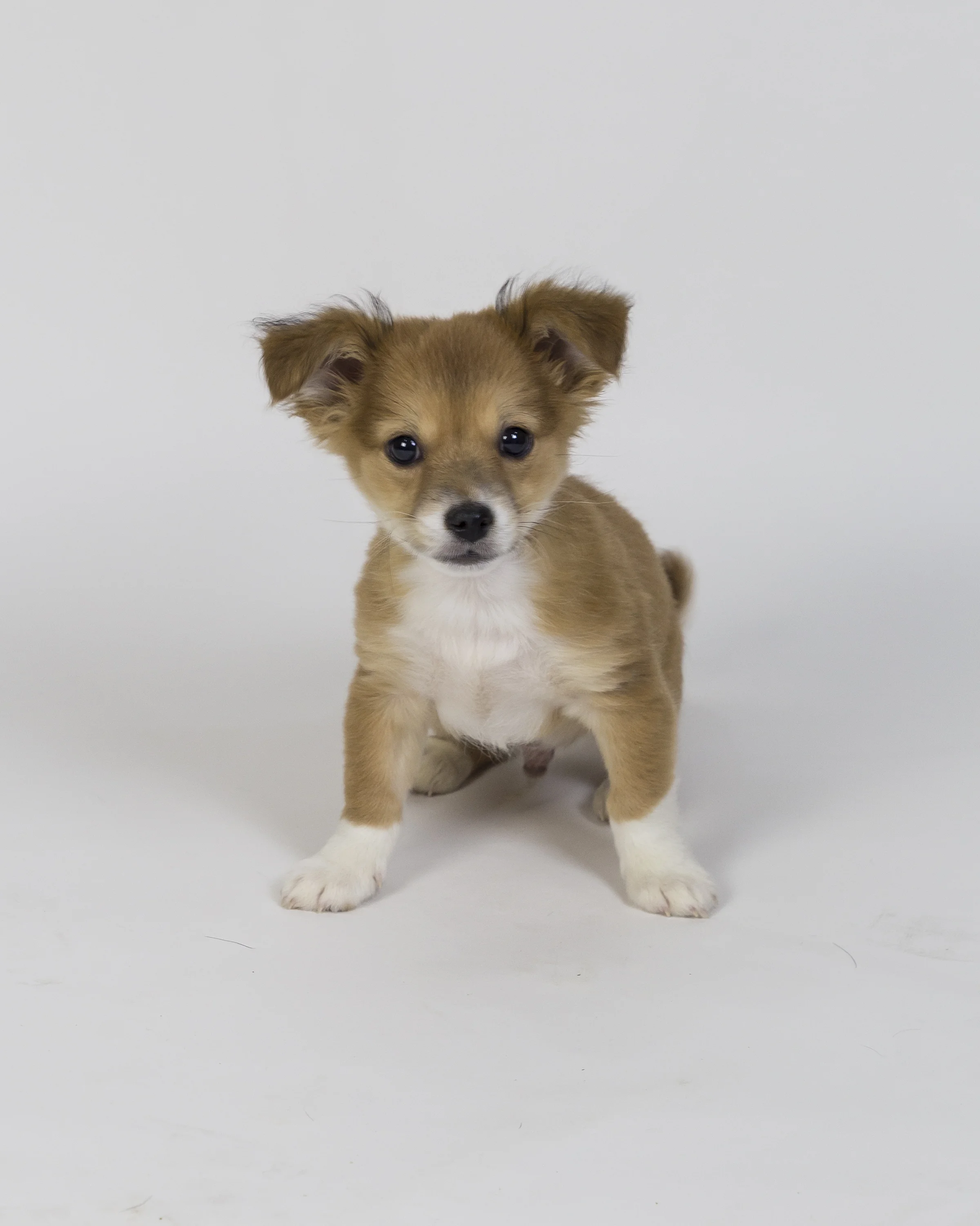 Gizmo.jpg