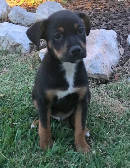 Boypup01.jpg