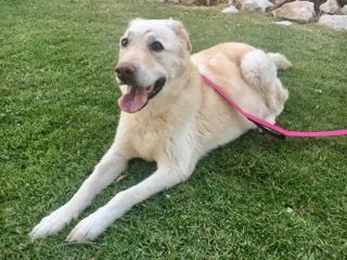 Rosie02.jpg