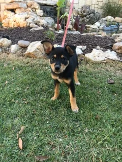 Shirley02.jpg