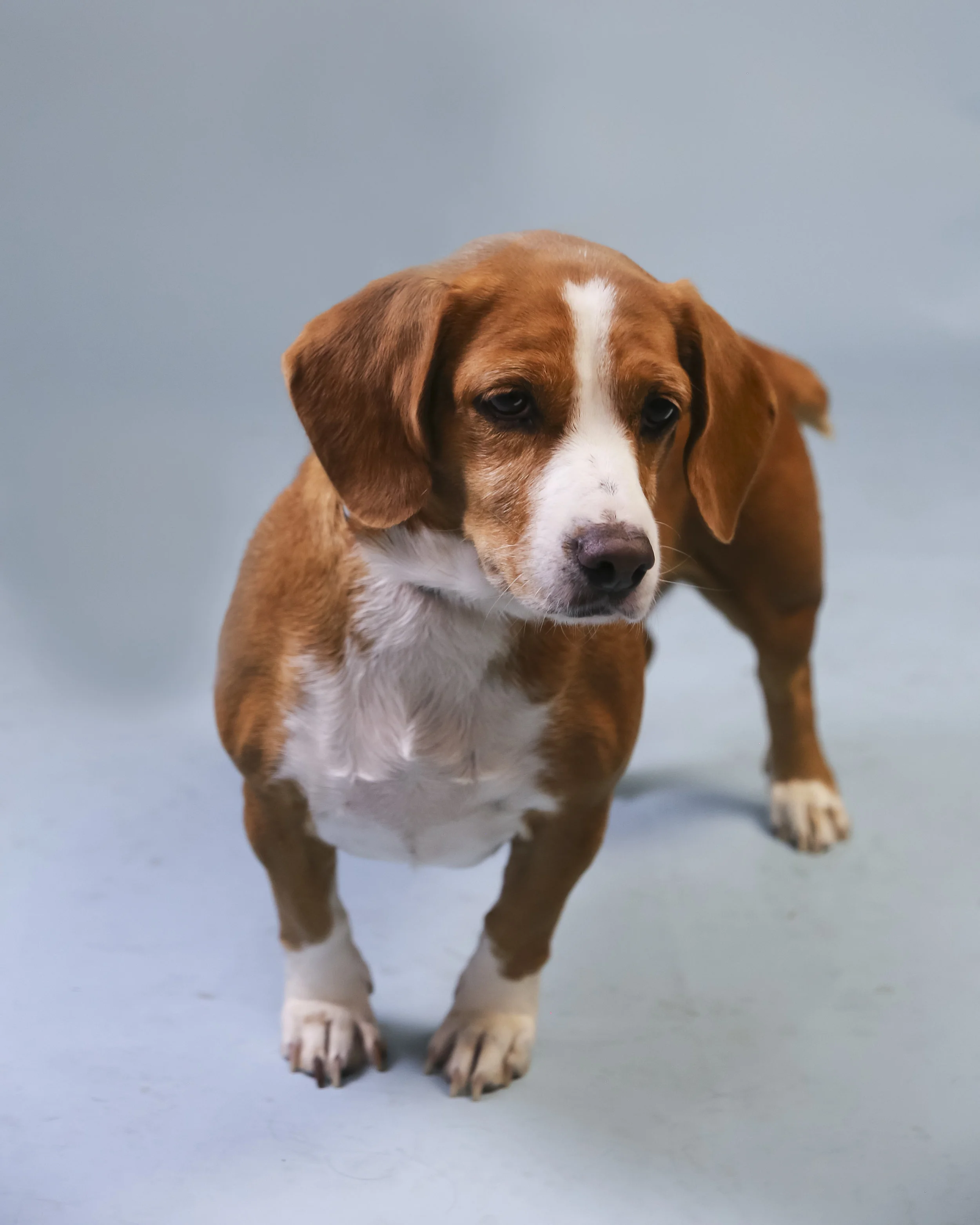 Daisy.jpg