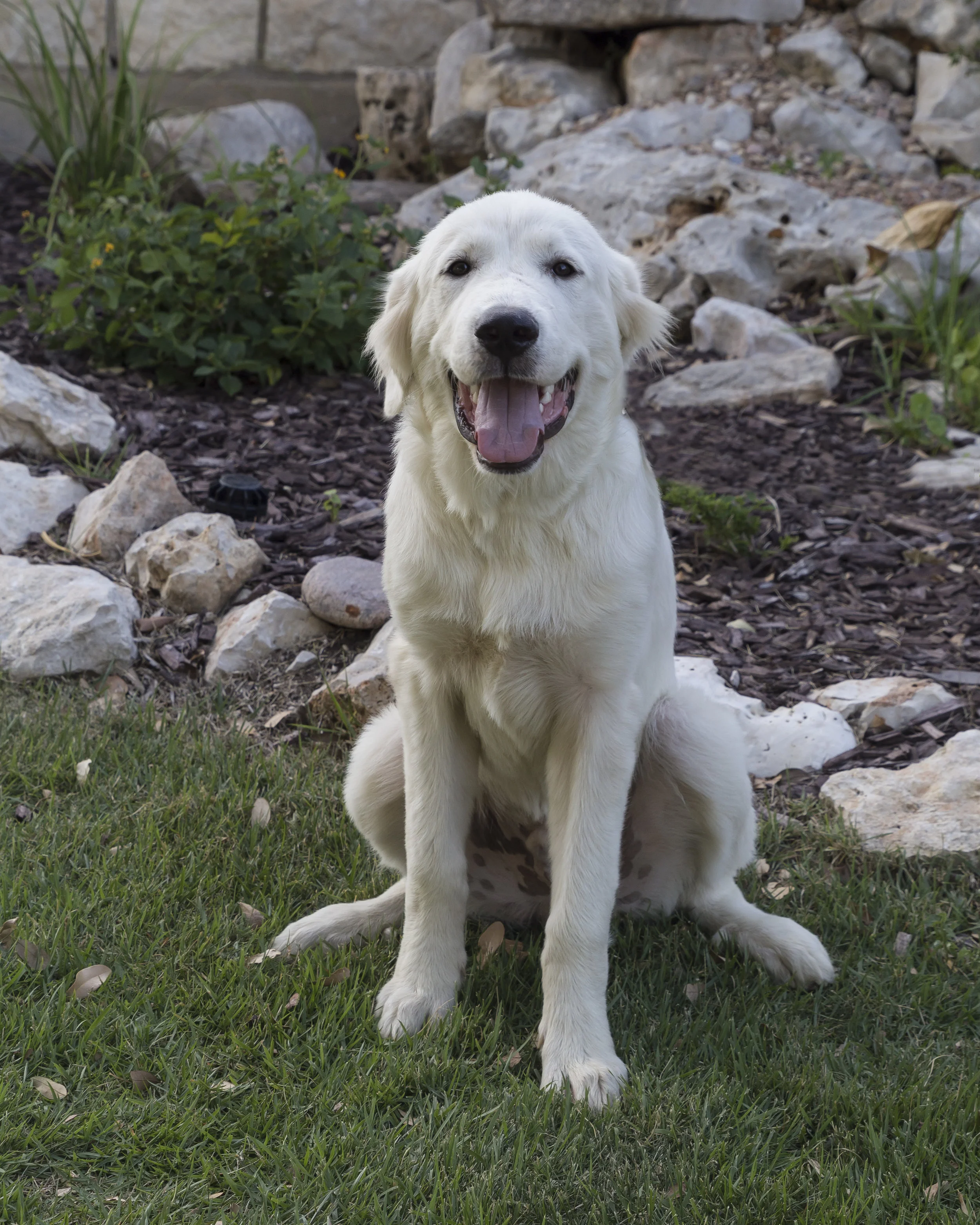 Murphy.jpg