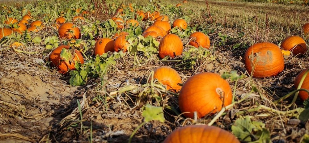 Roemer Pumpkin Patch in Sacramento, California