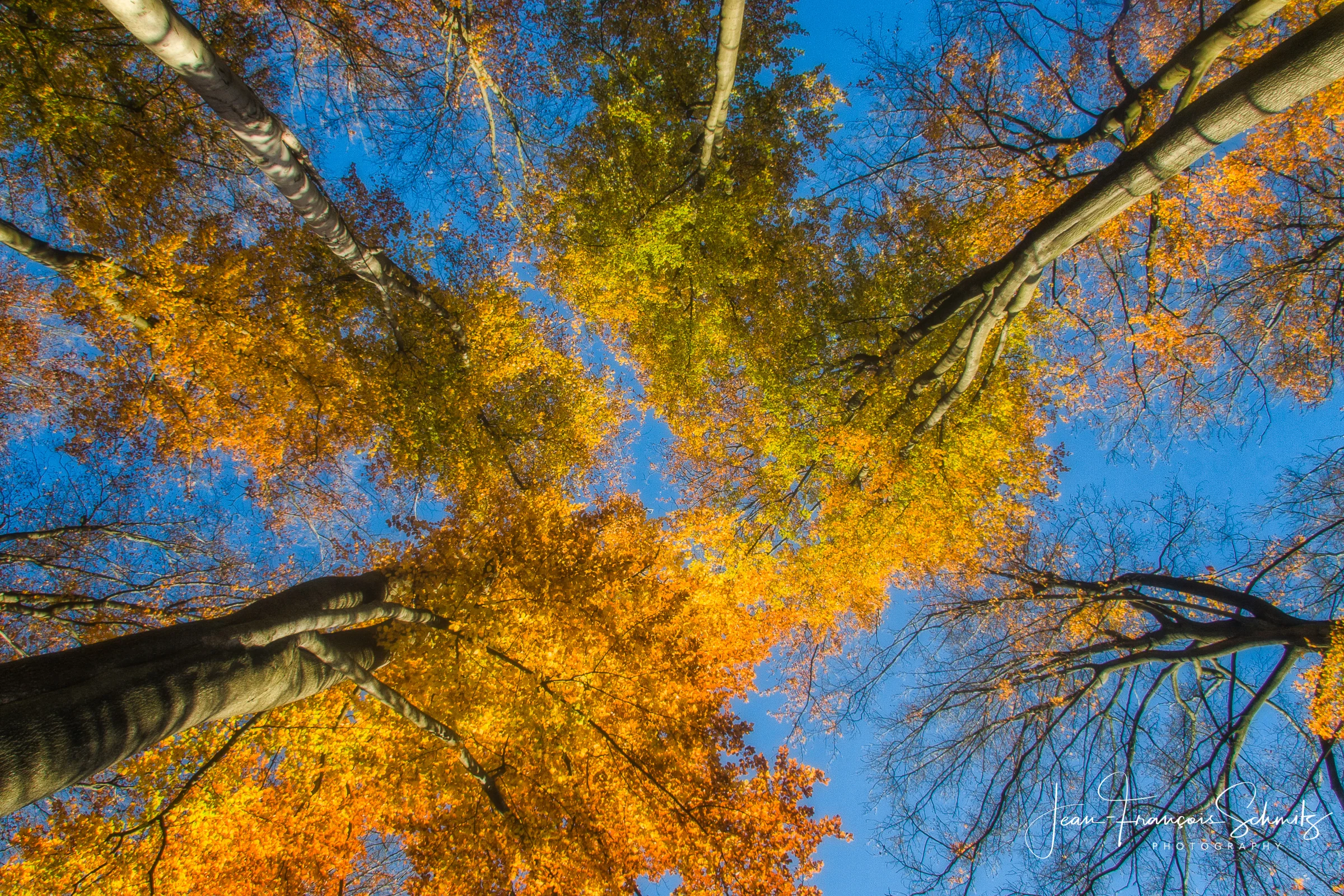 061117_Forêt_en_Automne_028_EOS30D_03382-Edit-2.jpg