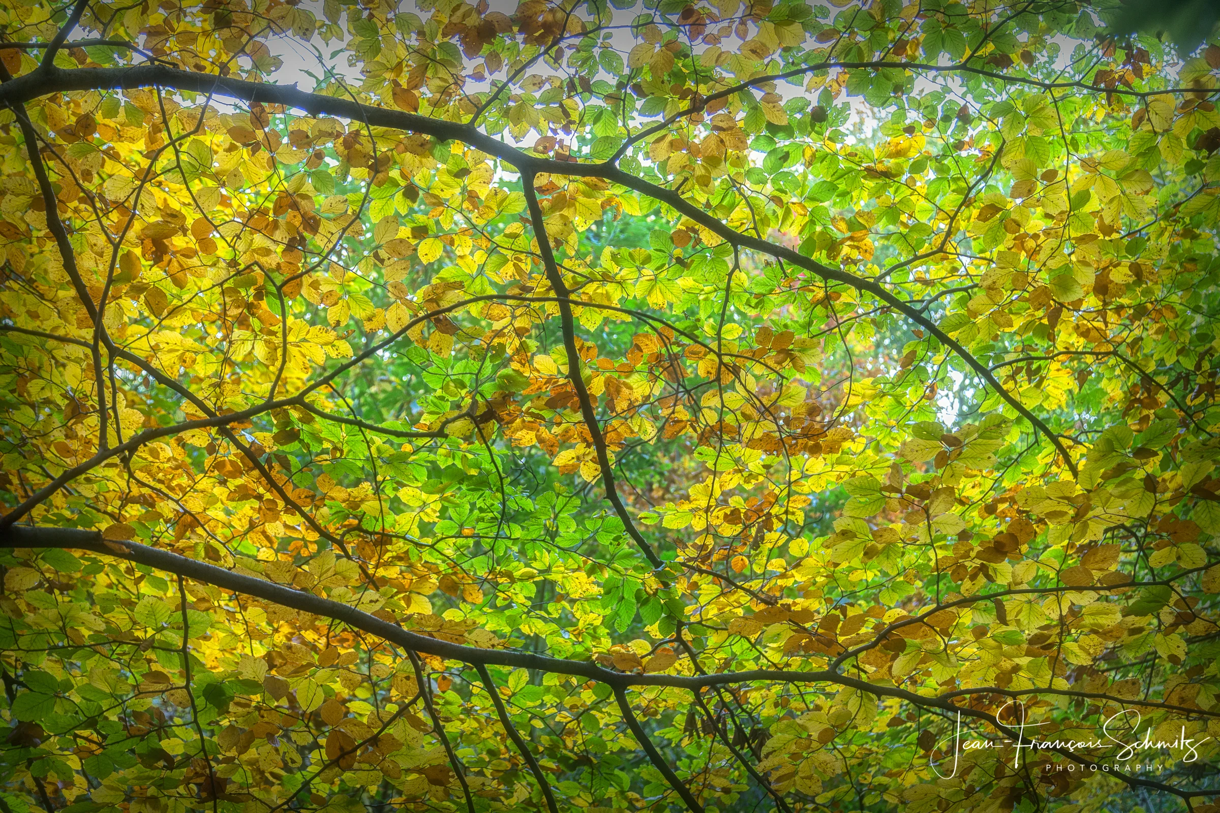 121021_JFS_Autumn_5D_69970-Edit.jpg