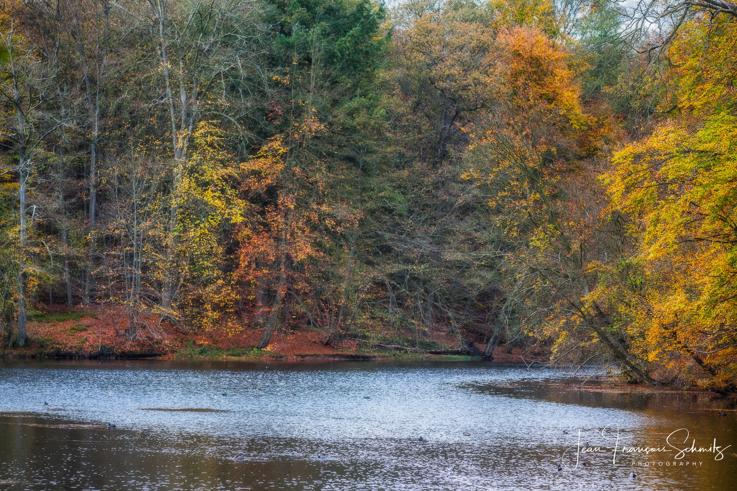 121027_JFS_Soignes_5D_70008-Edit.jpg