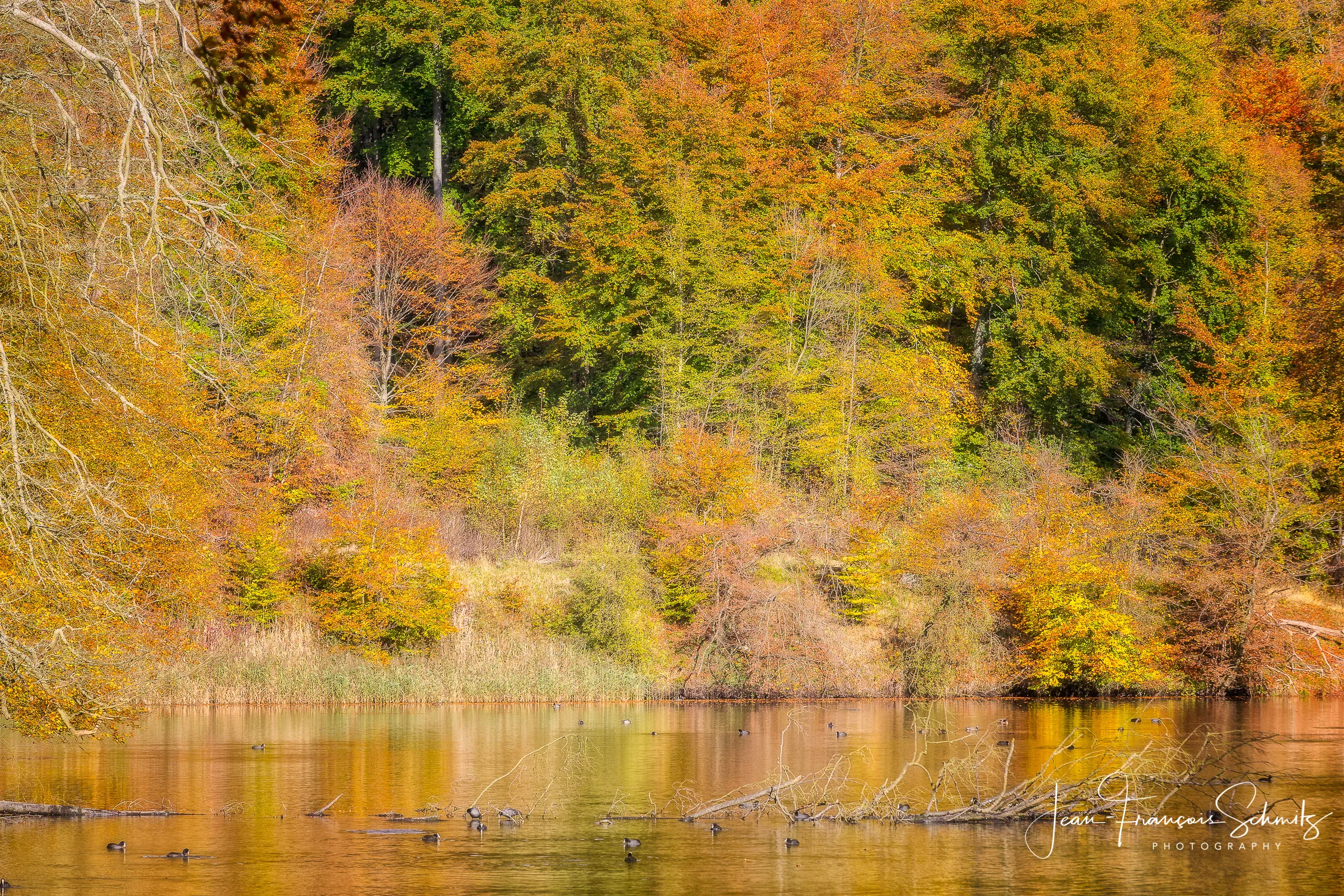 121027_JFS_Soignes_5D_70062-Edit-Edit.jpg