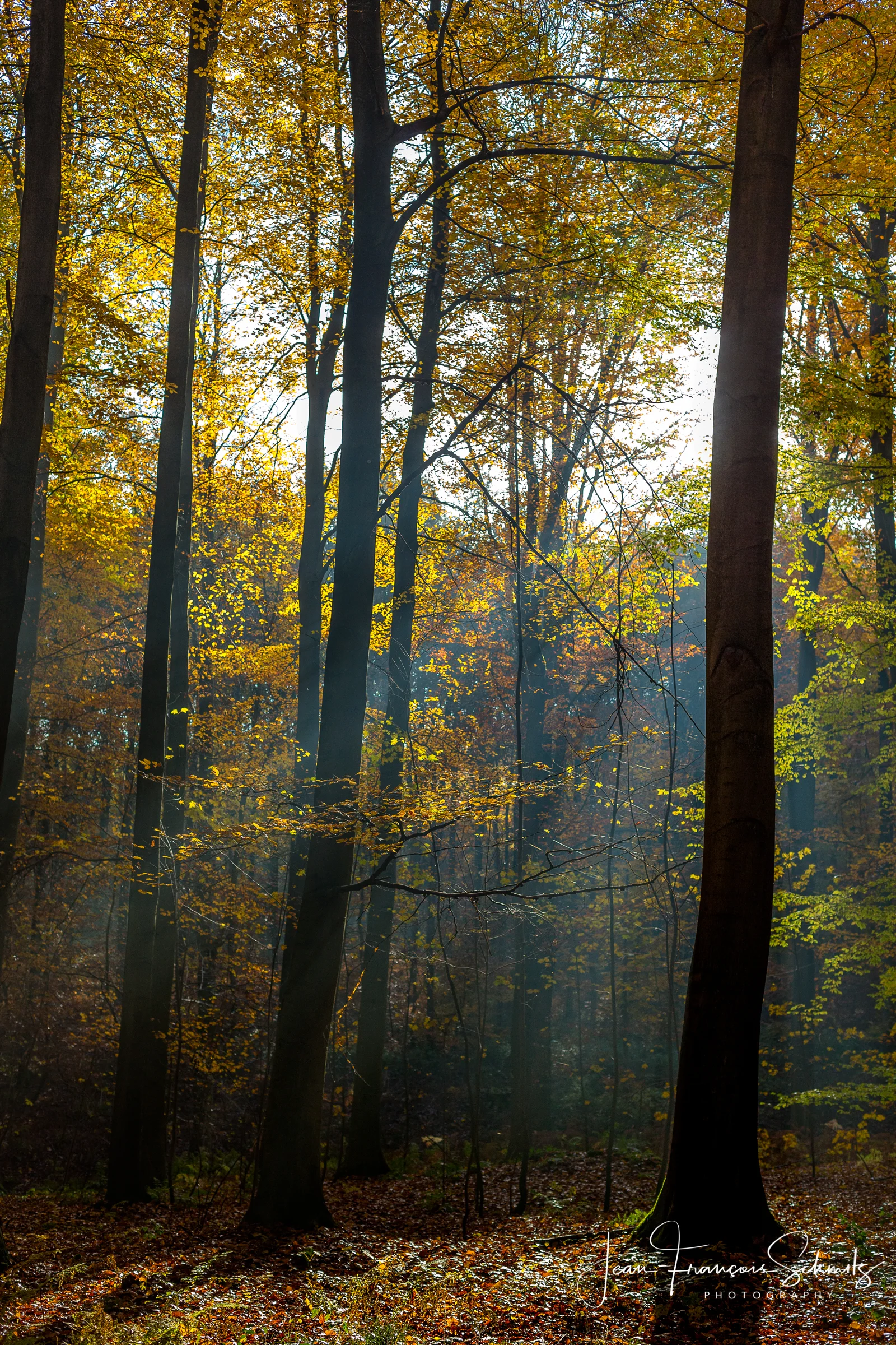 121111_JFS_Soignes_5D_70591-Edit.jpg