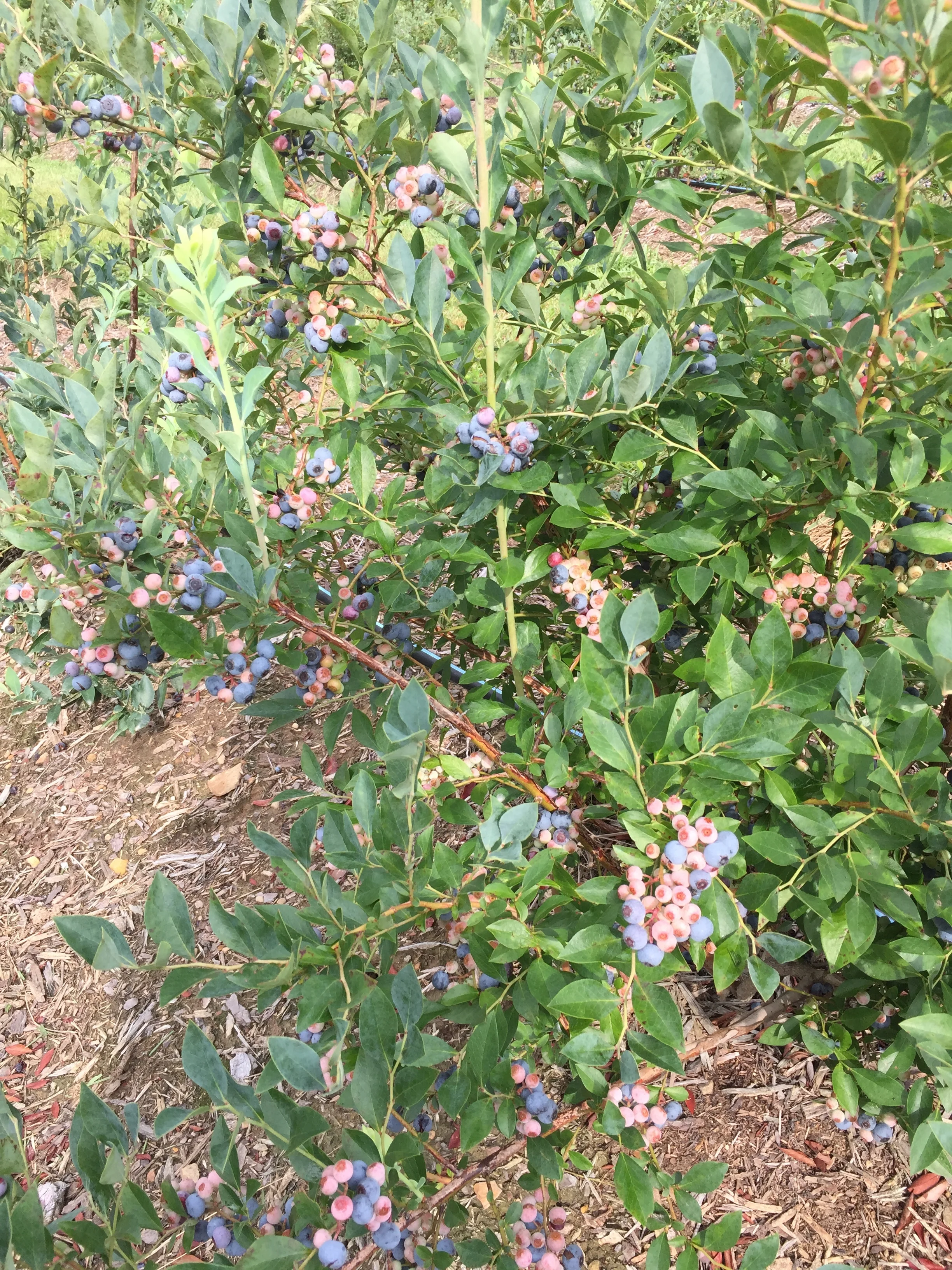 July Blueberry Blessings