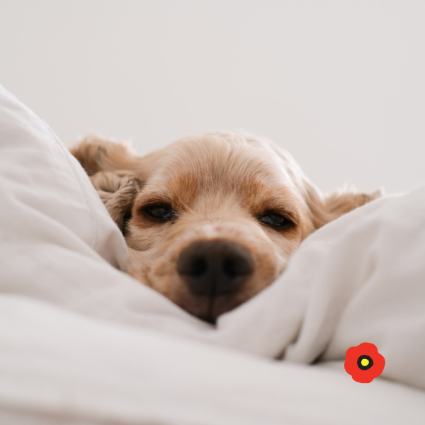 Dog Stay.png