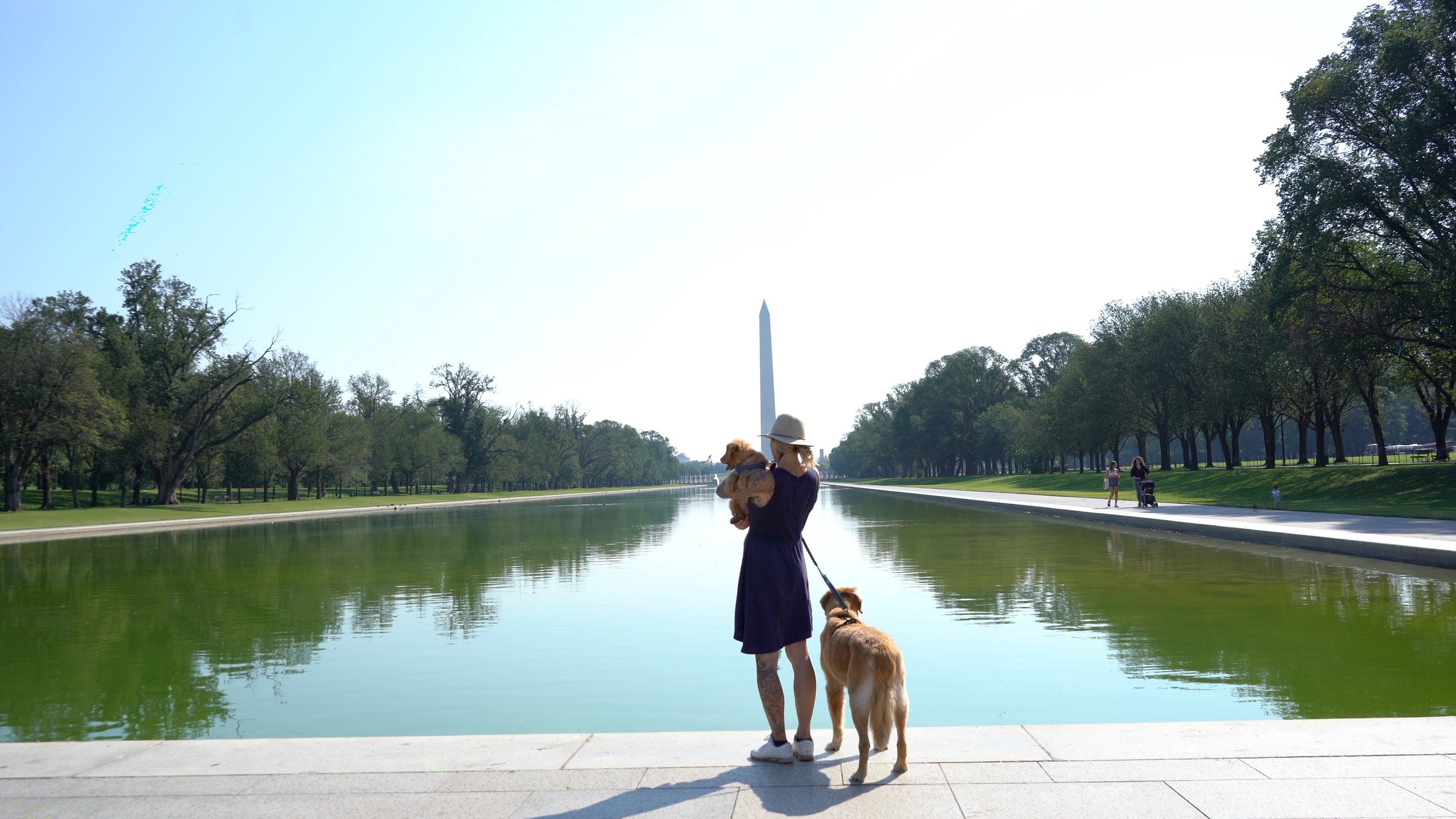 Washington DC Pet Friendly accommodations