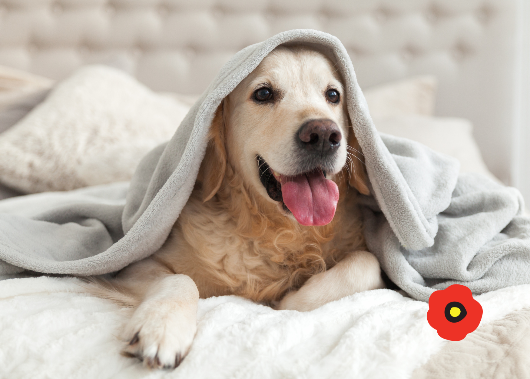 Pet Friendly and Dog Friendly Hotel in Washington DC, we accept pets The Poppy Georgetown Guesthouse and Gardens in Washington DC