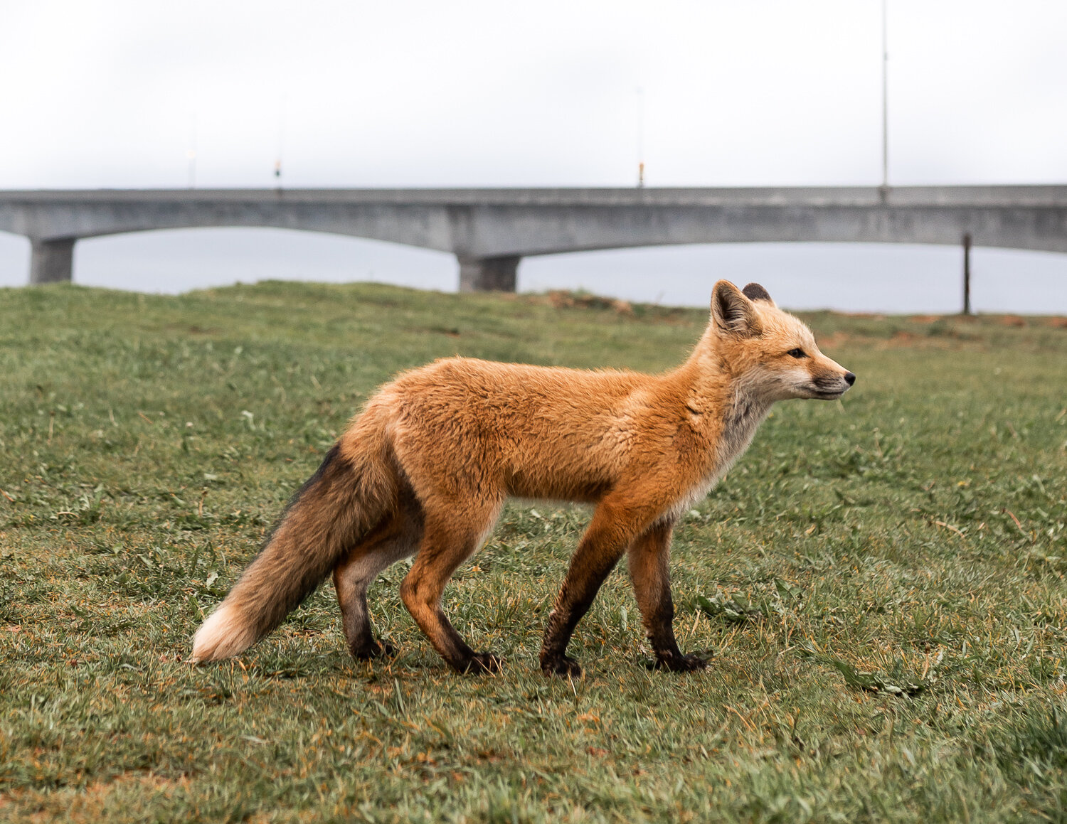 Fox kit at Confederation Bridge, Prince Edward Island