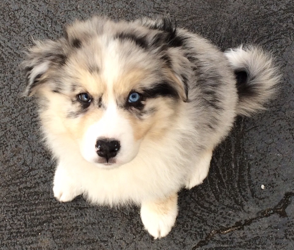 mutt puppy mutt puppy