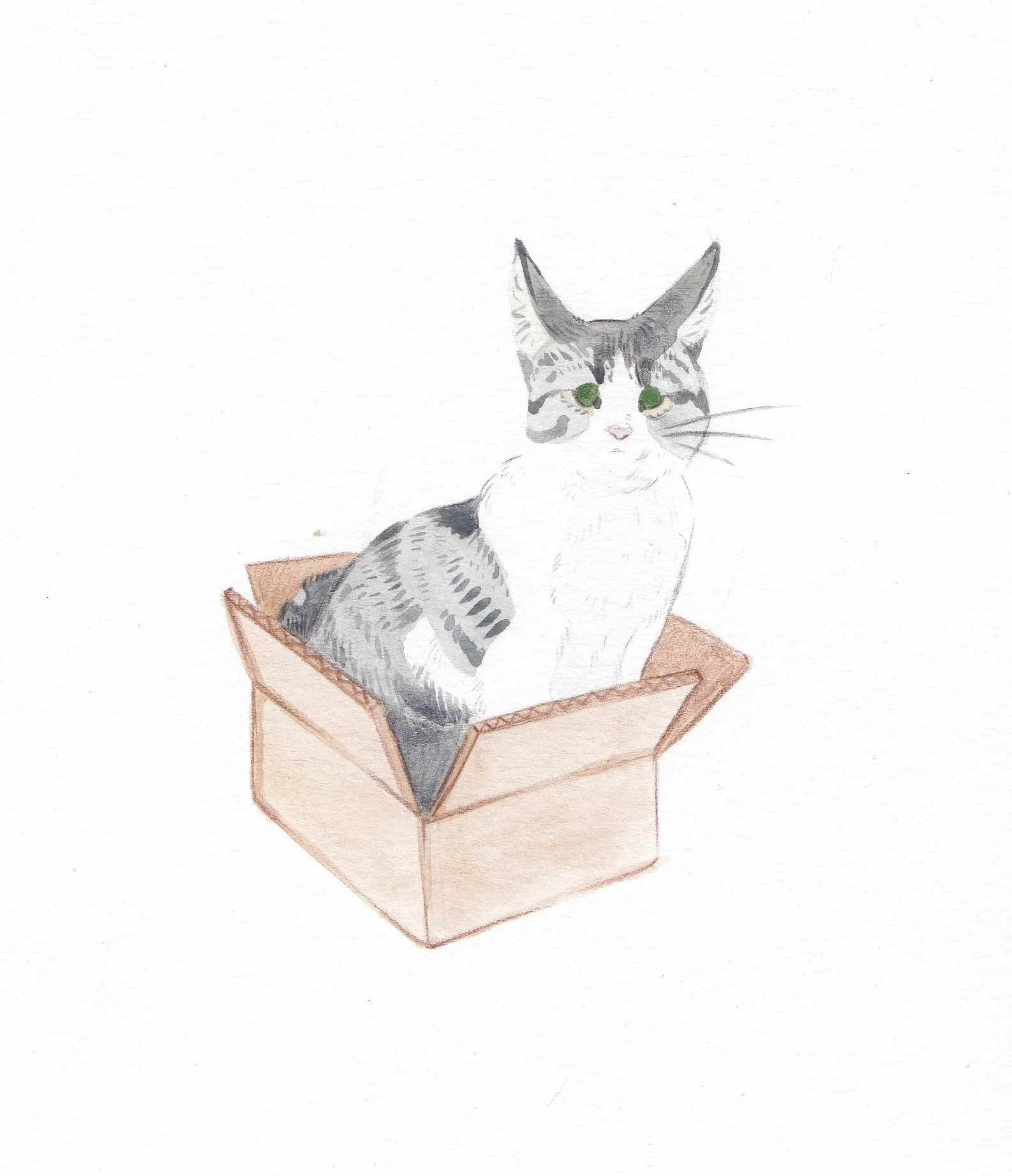 KatiesCat.jpg