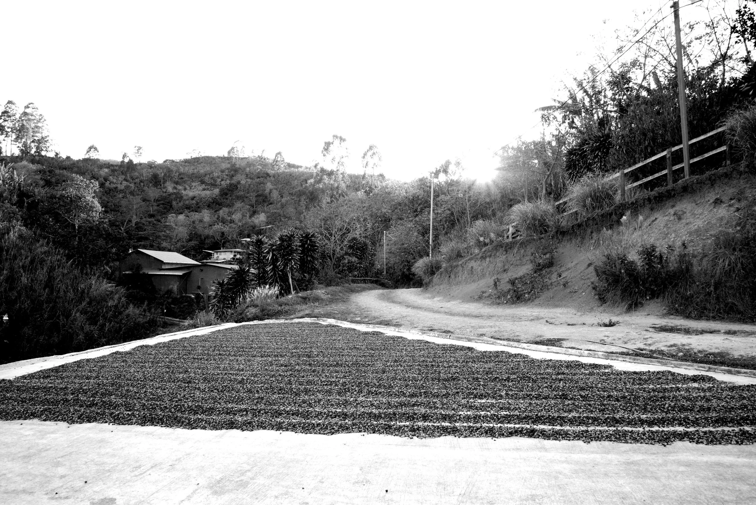 _DSC0720bw.jpg