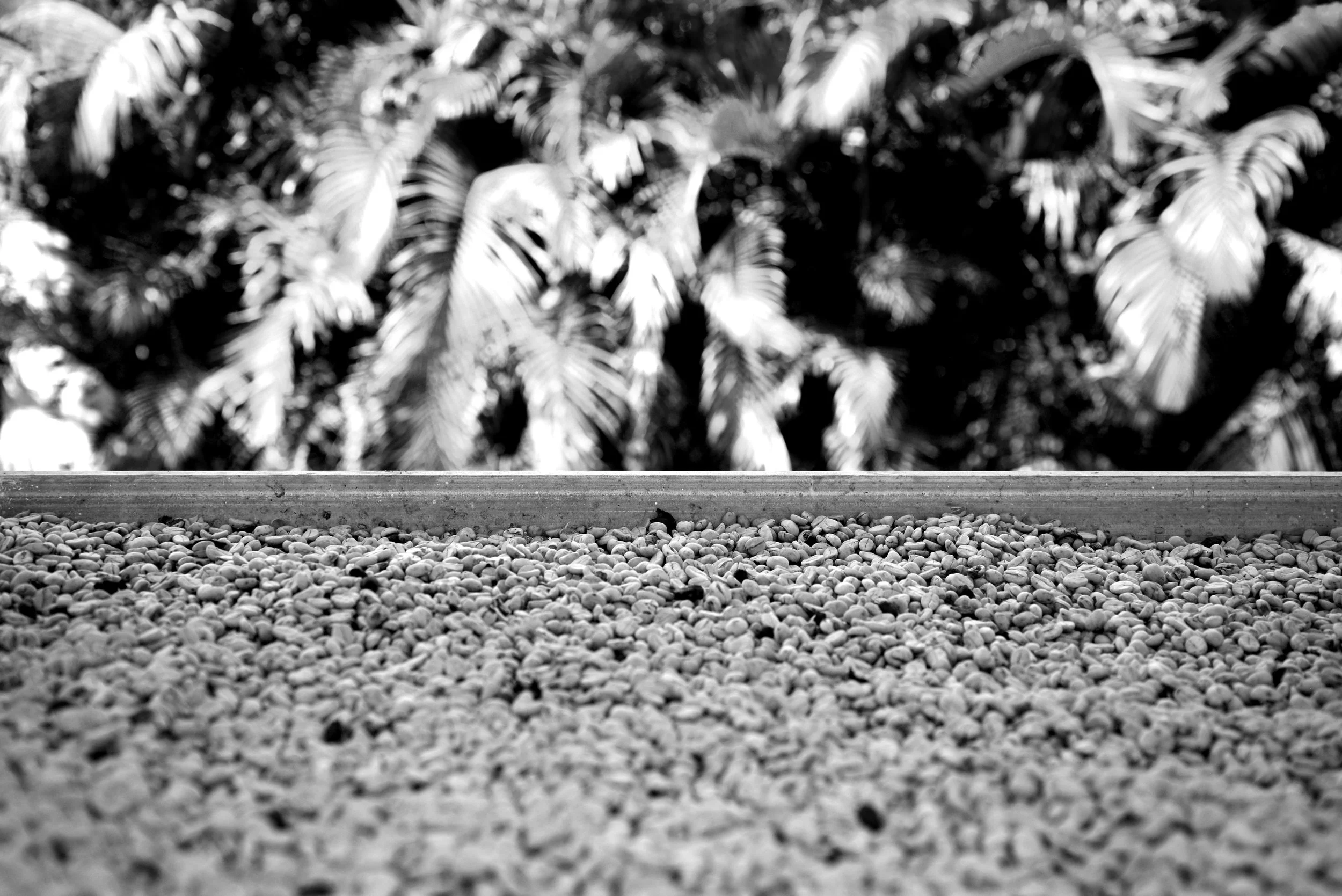 _DSC2282bw.jpg