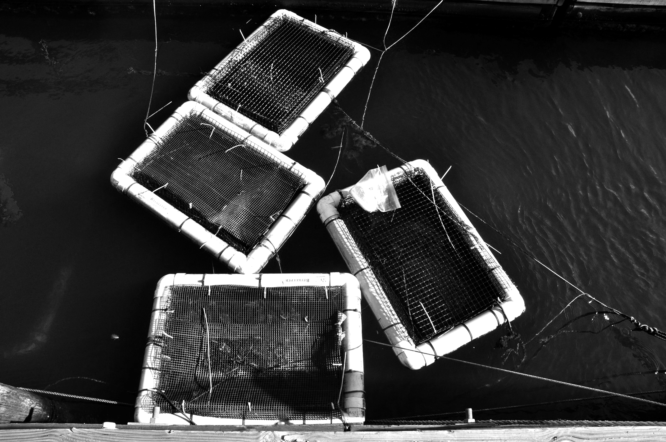 Crab Traps