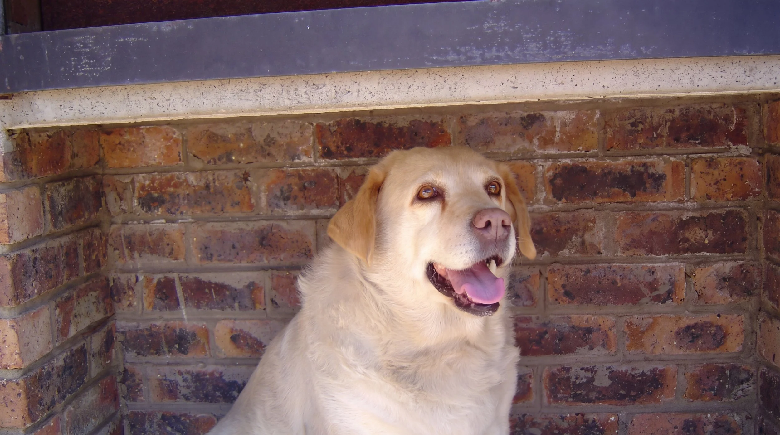 shandy resized.jpg