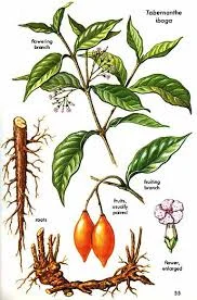 What is Ibogaine.jpg