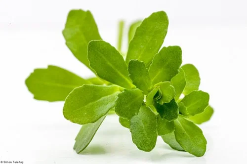 bacopa.jpeg