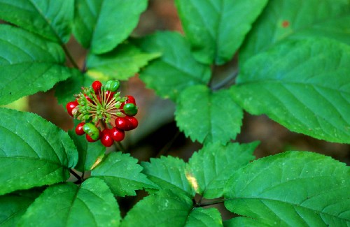 ginseng.jpeg