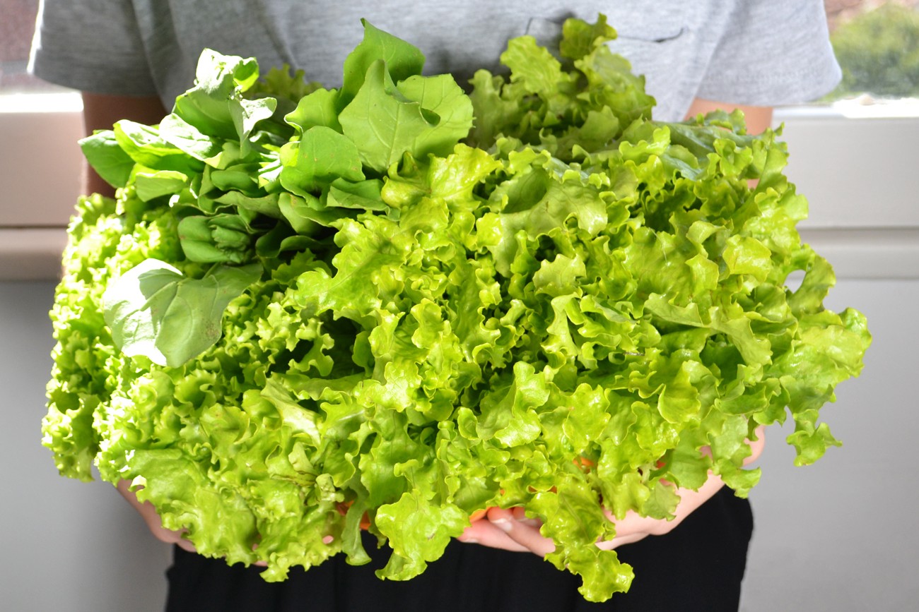 folhas-organicas.jpeg