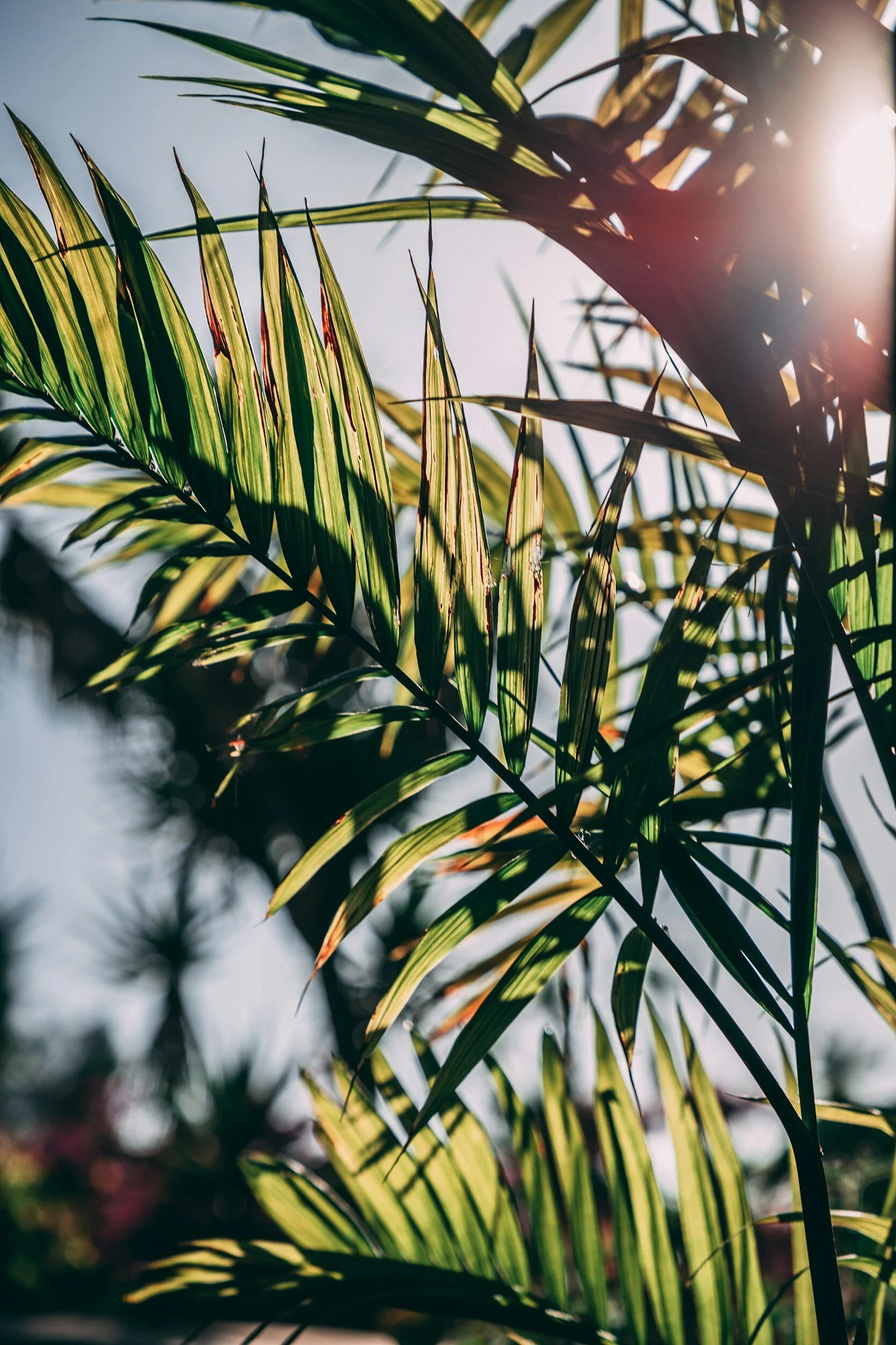 Palm Sunday Processional
