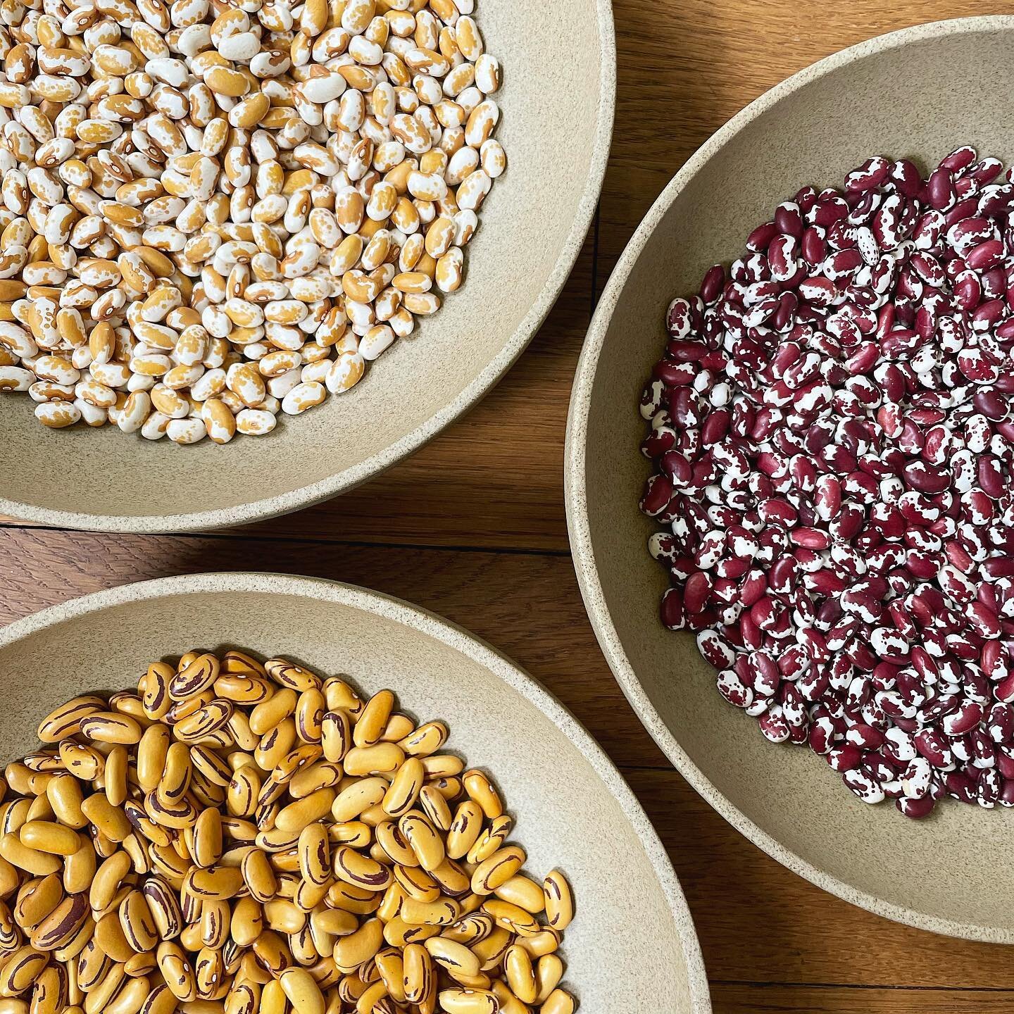 Look at these gorgeous beans!!! So excited to be participating in a pilot project with @primarybeans to help determine which of these 3 varieties gets planted for the next growing season. My grandparents on both sides are farmers, but growing up and 
