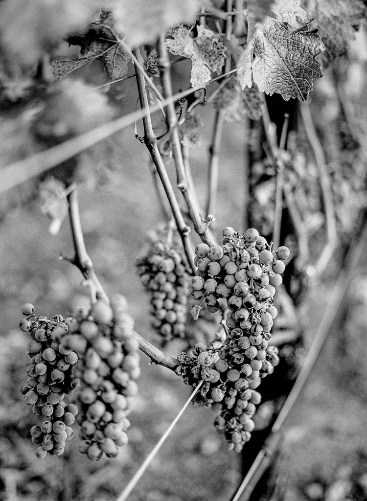 Lucia Vineyard (Angwin)012.jpg