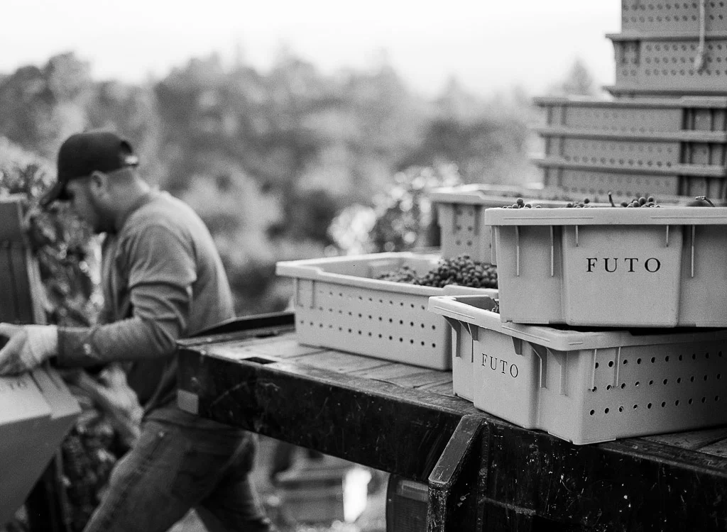 FutoHarvest2017_0007-2.jpg