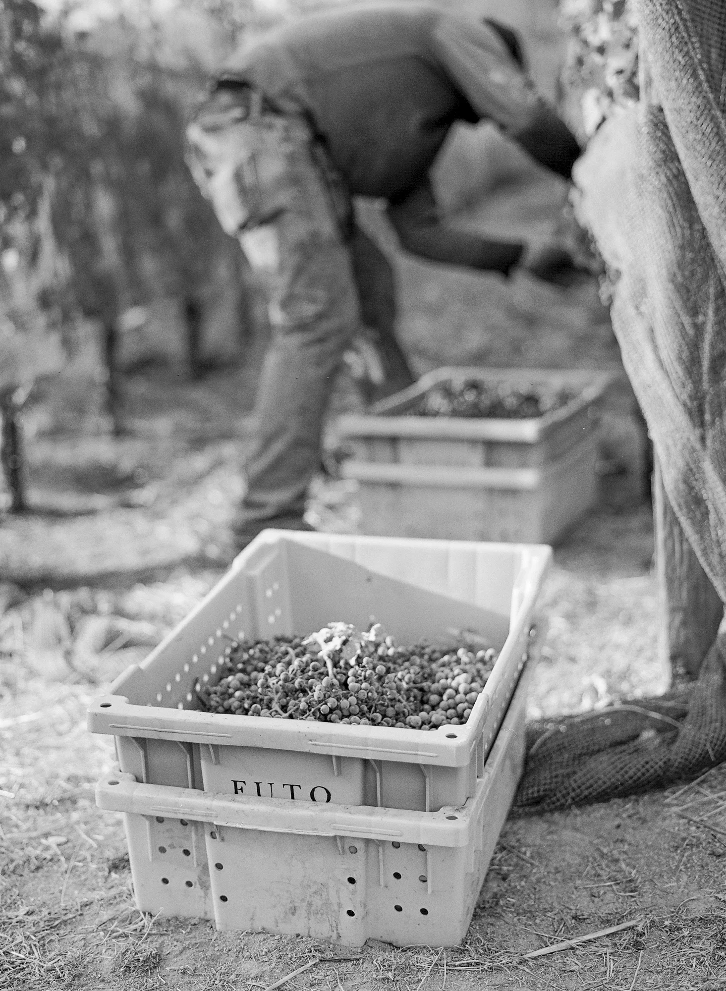FutoHarvest2017_0022.jpg