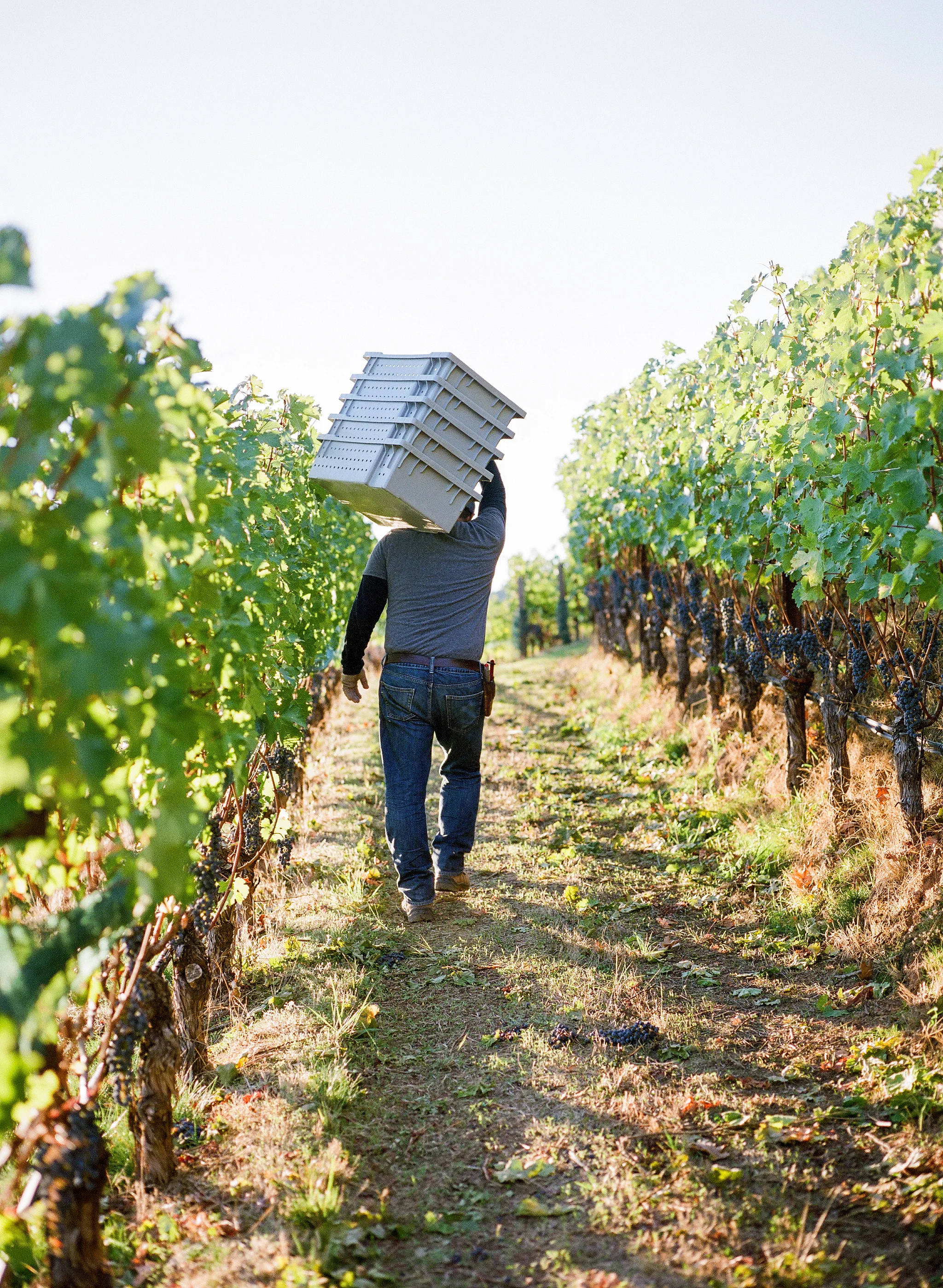 FutoHarvest2018_0038.jpg