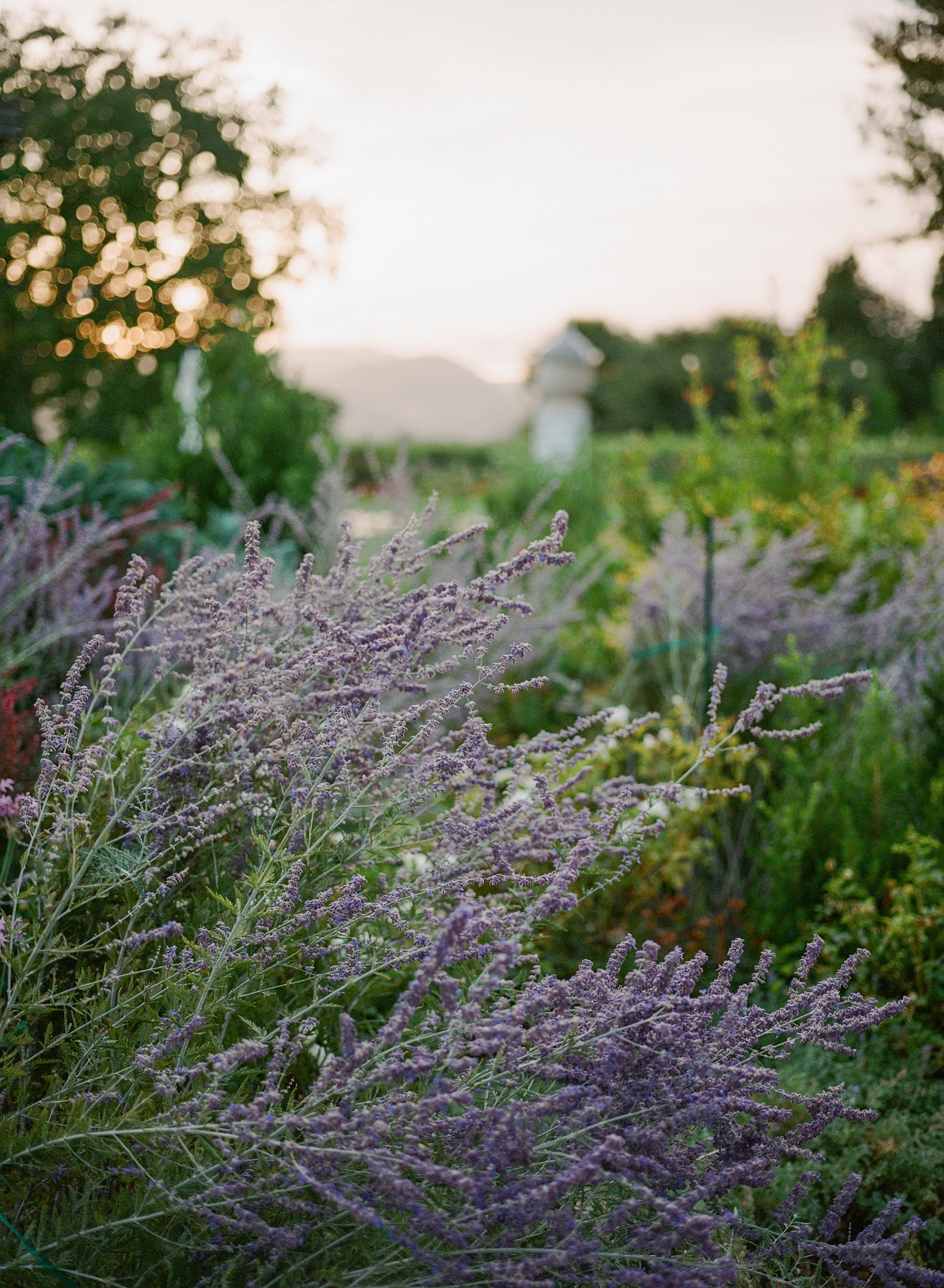 Rachofsky_garden_2016-film_0001.jpg