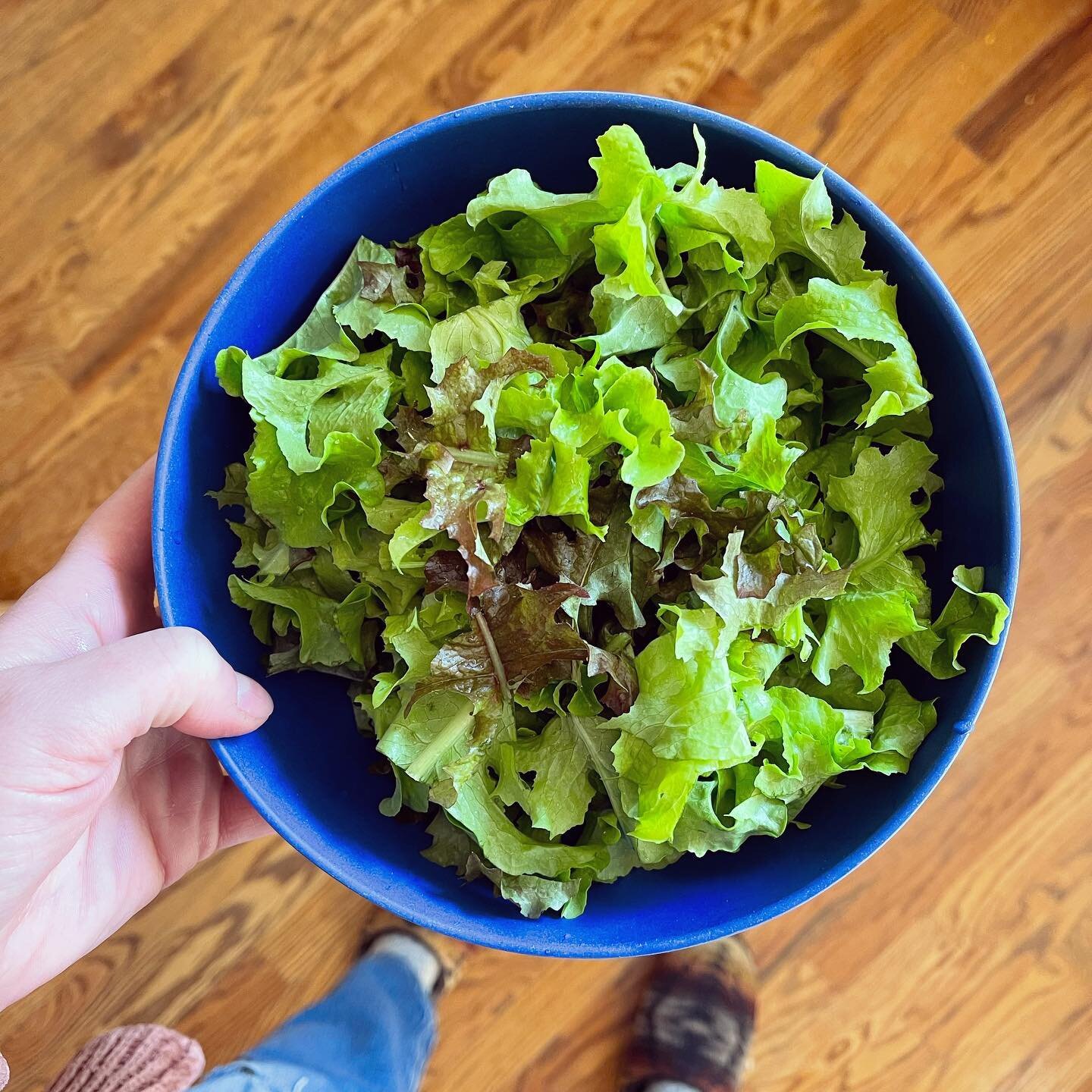 Feeling very of the earth today eating a salad with lettuce grown in my backyard 🥬 #joyspotting