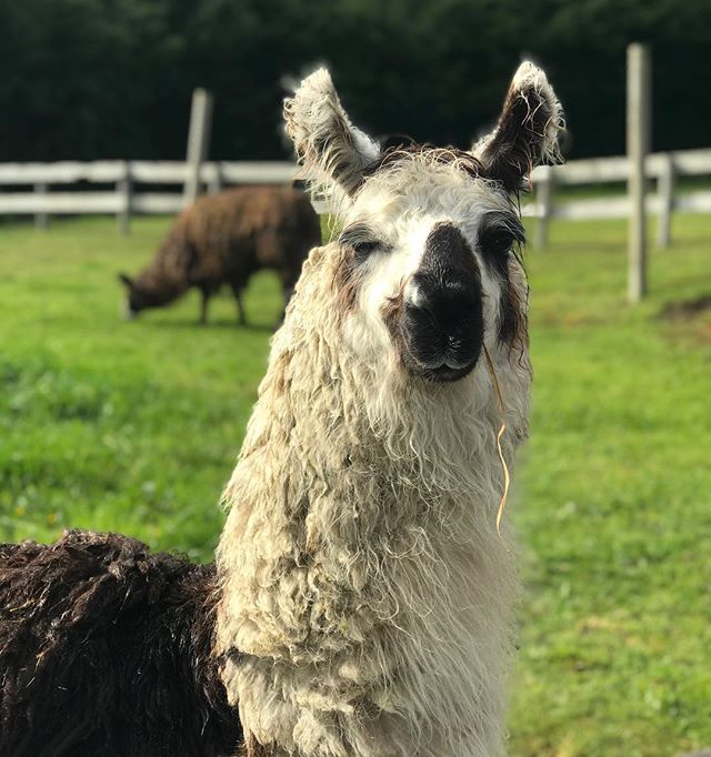 Last port of call today before our @halcruises comes to an end and I think I was most excited for my brief photo shoot with some llamas! The Chilean town of Puerto Varas is so charming! Settled by Germans in 1854, PV has everything from traditional G